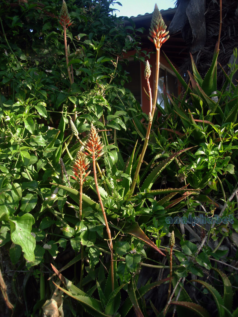 Aloe vera (L.), ZAKYNTHOS-SARAKINADO-2