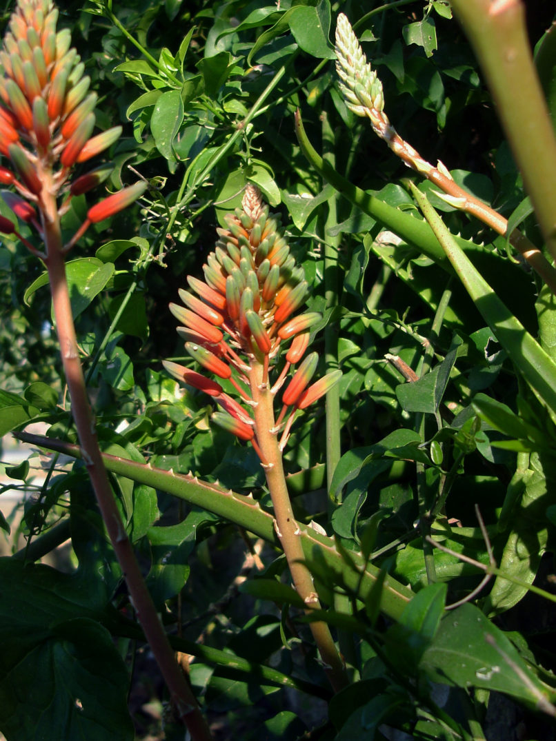 Aloe vera (L.), ZAKYNTHOS-SARAKINADO-3