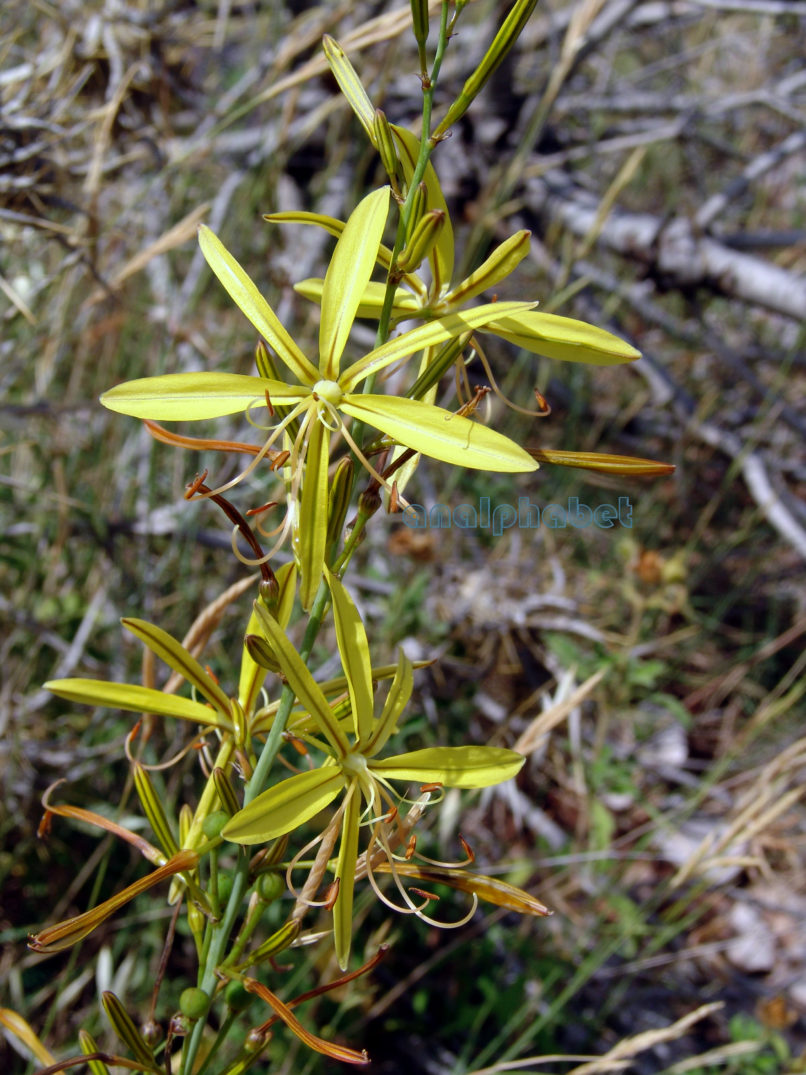 Asphodeline liburnica (Scop.), PARNITHA-1