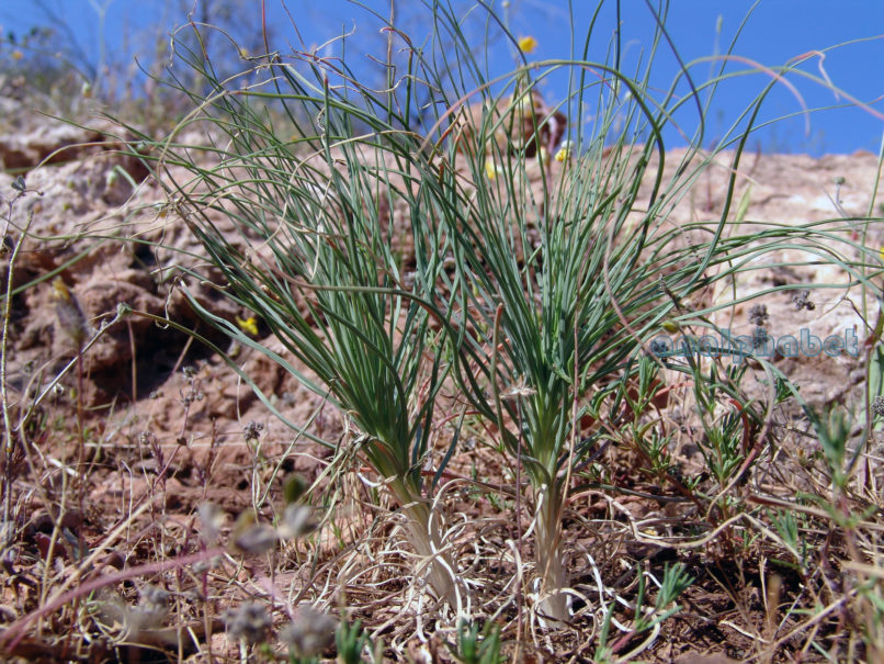 Asphodeline liburnica (Scop.), PARNITHA-2