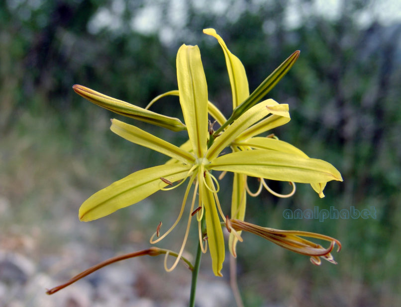 Asphodeline liburnica (Scop.), PARNITHA-3
