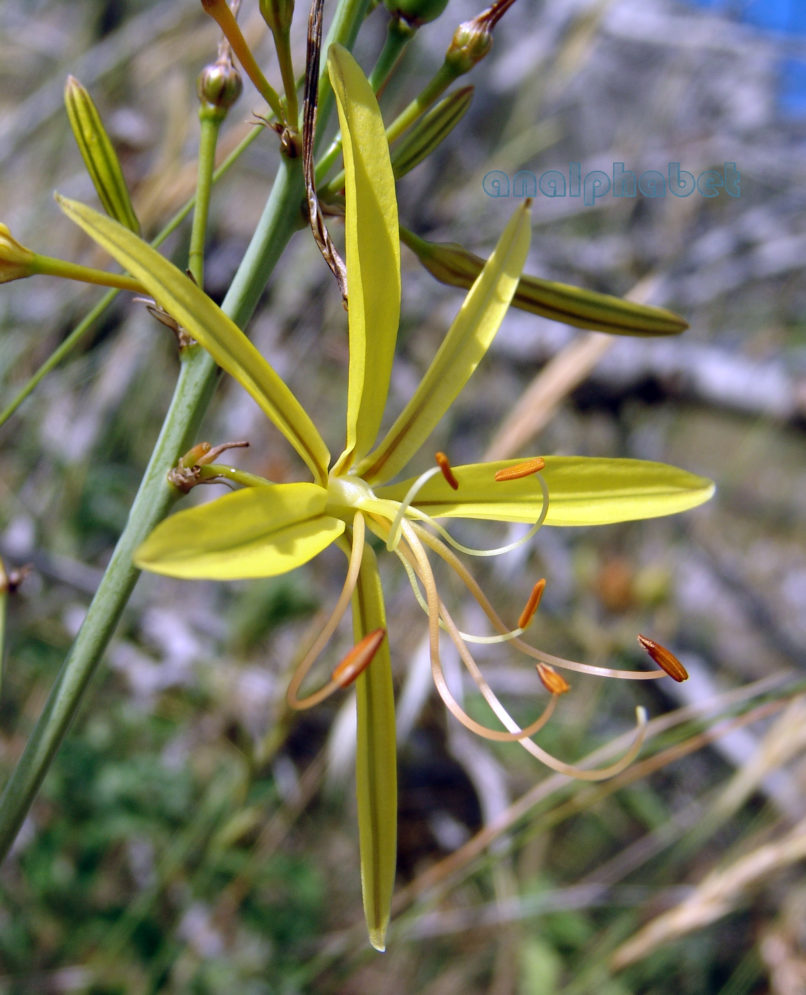 Asphodeline liburnica (Scop.), PARNITHA-4