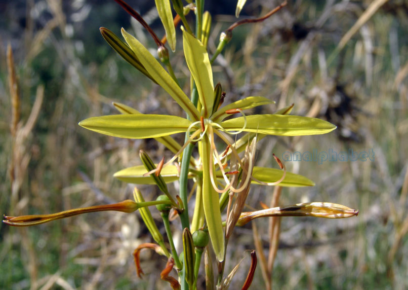 Asphodeline liburnica (Scop.), PARNITHA-5