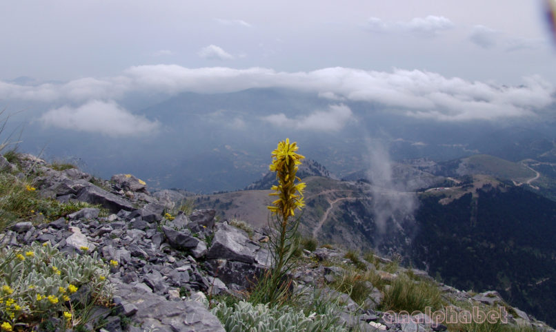 Asphodeline lutea (L.), DIRFYS-1