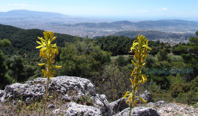 Asphodeline lutea (L.), PARNITHA-1