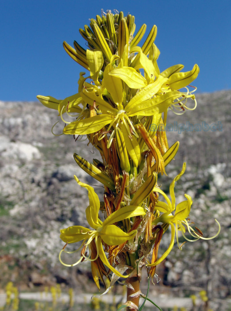 Asphodeline lutea (L.), PARNITHA-2