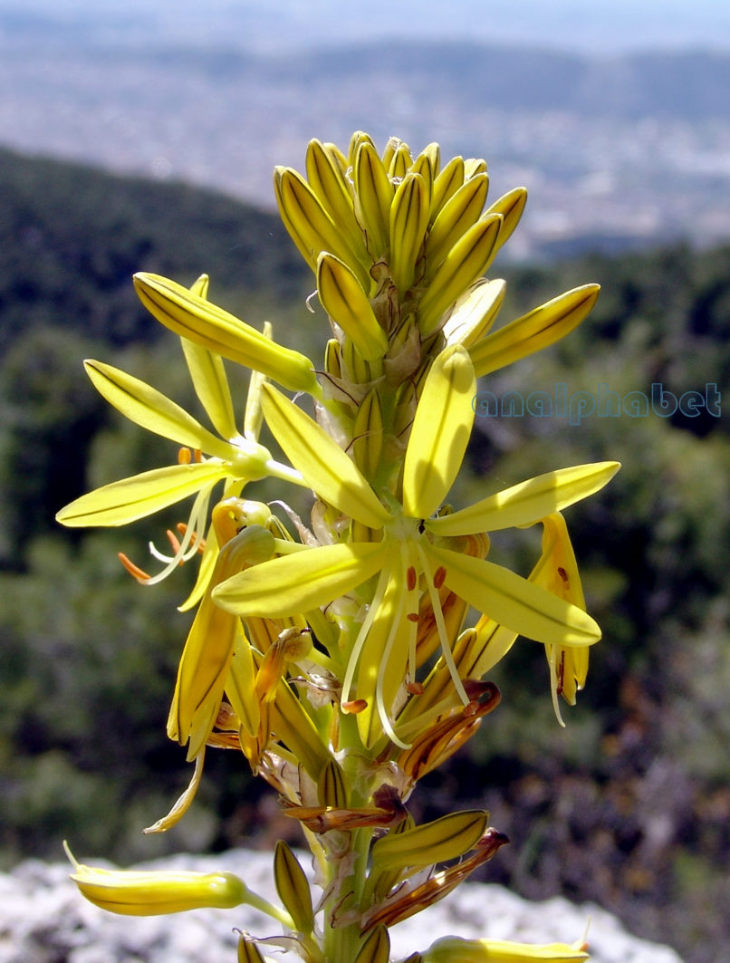 Asphodeline lutea (L.), PARNITHA-3