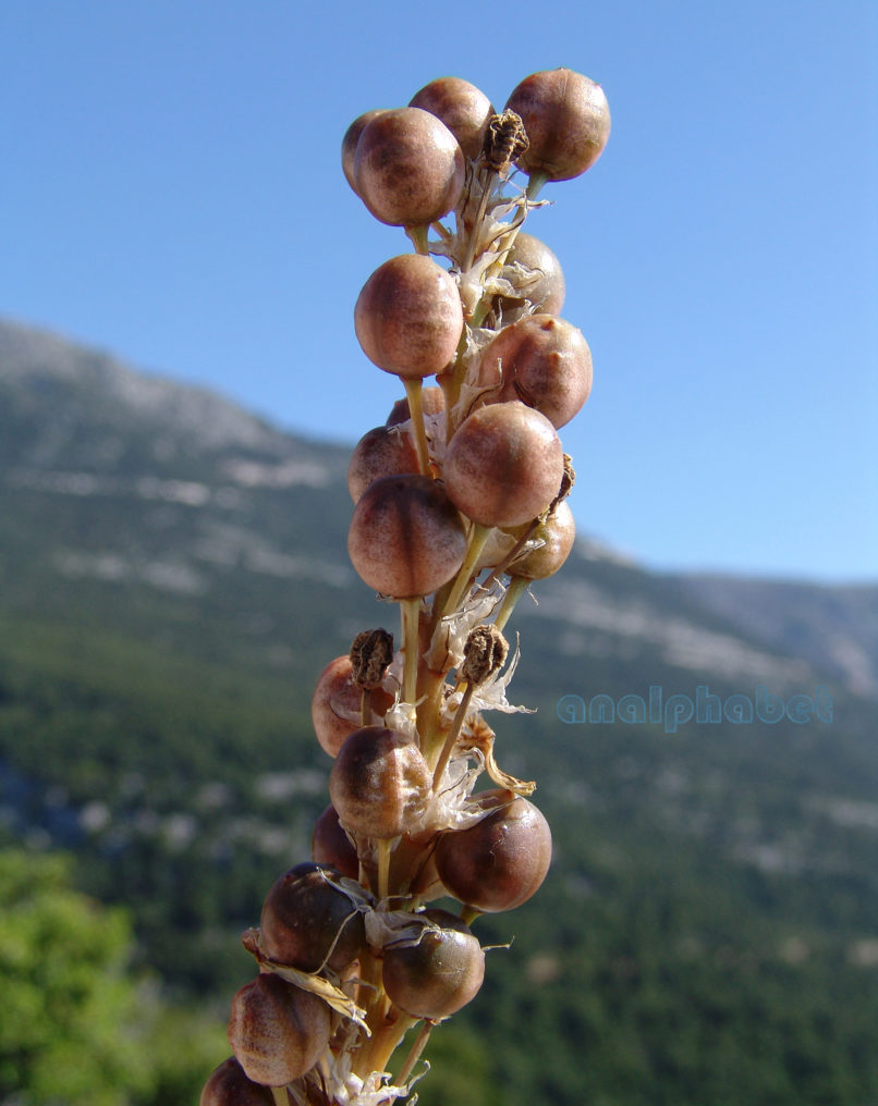 Asphodeline lutea (L.), PARNITHA-4