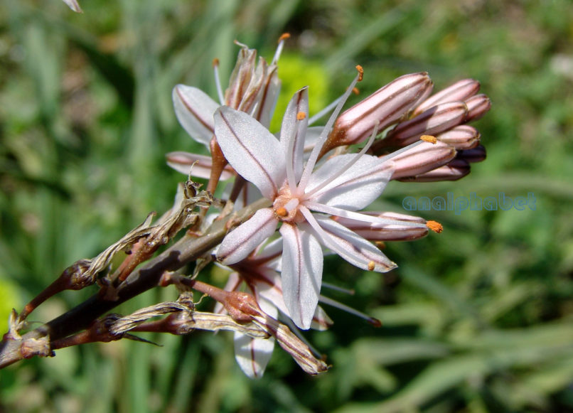 Asphodelus aestivus (Brot.), ATTIKA-ATHENS-1