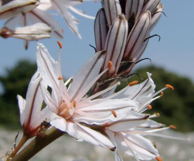 Asphodelus aestivus (Brot.), PARNITHA-1