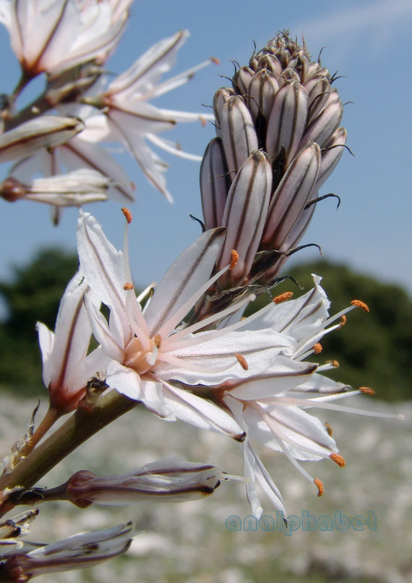 Asphodelus aestivus (Brot.), PARNITHA-1