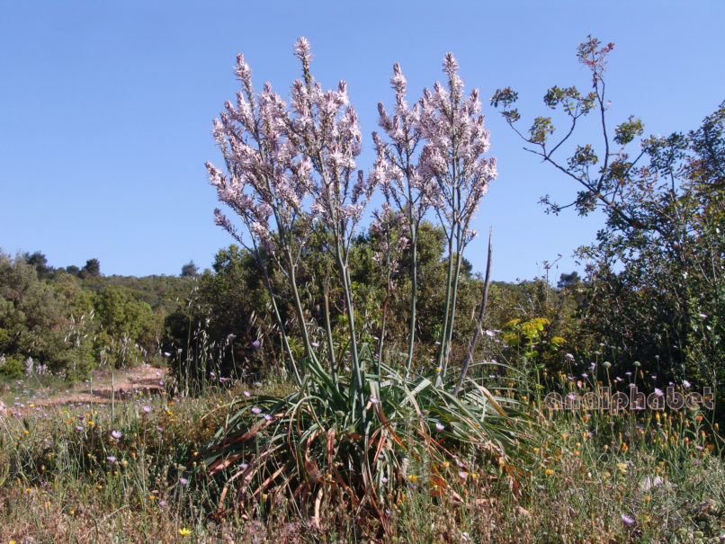 Asphodelus aestivus (Brot.), PARNITHA-2