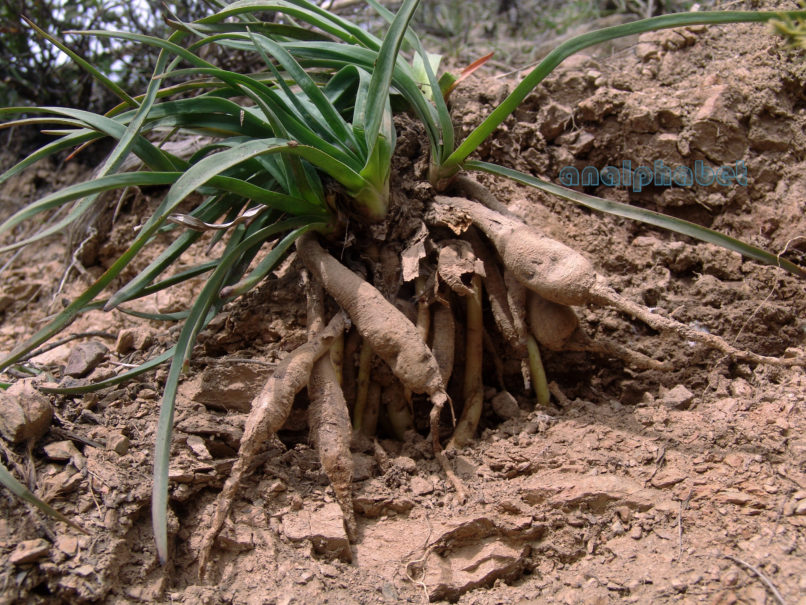 Asphodelus aestivus (Brot.), PARNITHA-3