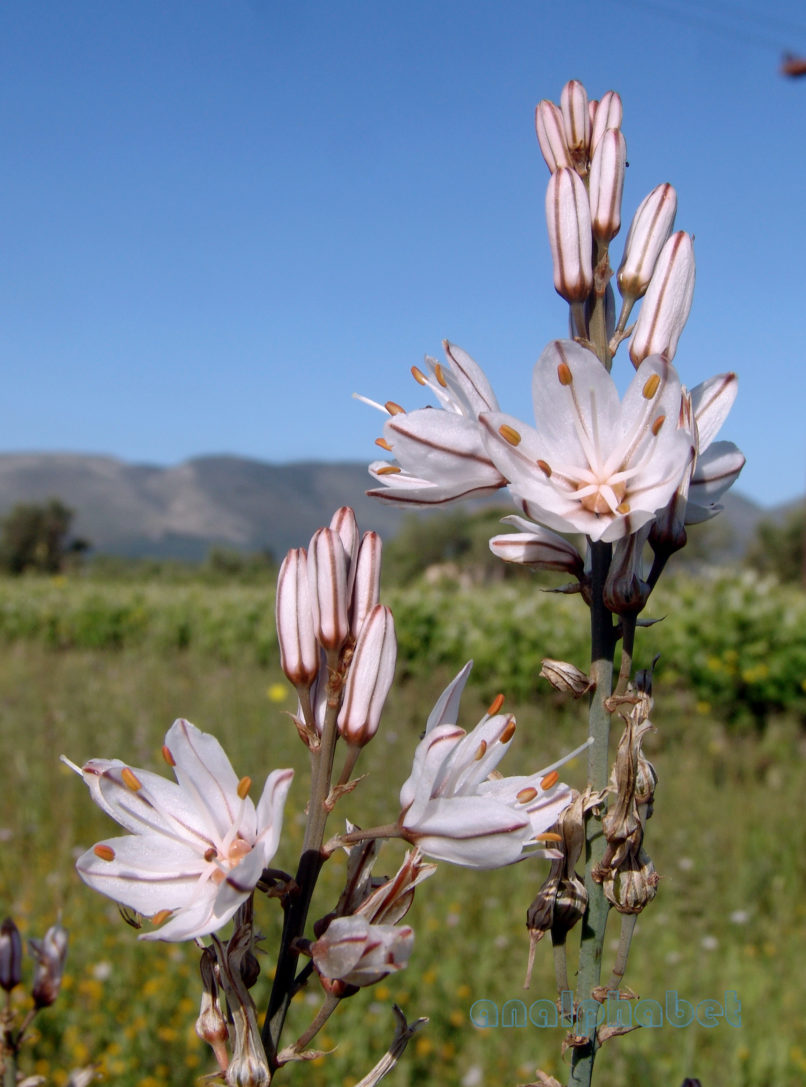 Asphodelus aestivus (Brot.), ZAKYNTHOS-SARAKINADO-1