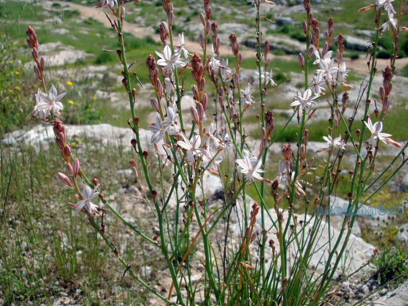 Asphodelus fistulosus (L.), ATTIKA-ATHENS-1