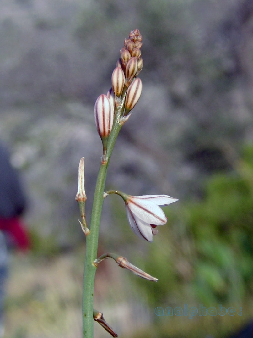 Asphodelus fistulosus (L.), KITHERONAS-1