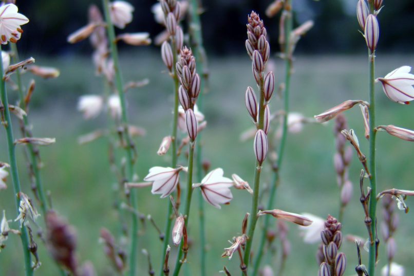Asphodelus fistulosus (L.), PARNITHA-1