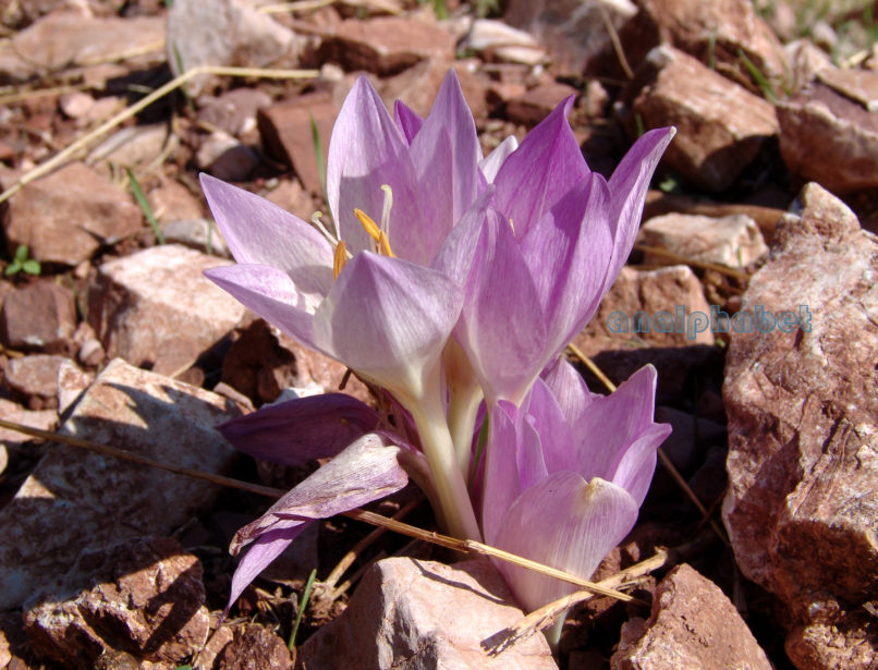 Colchicum 1 [?], CHELIDONA-1