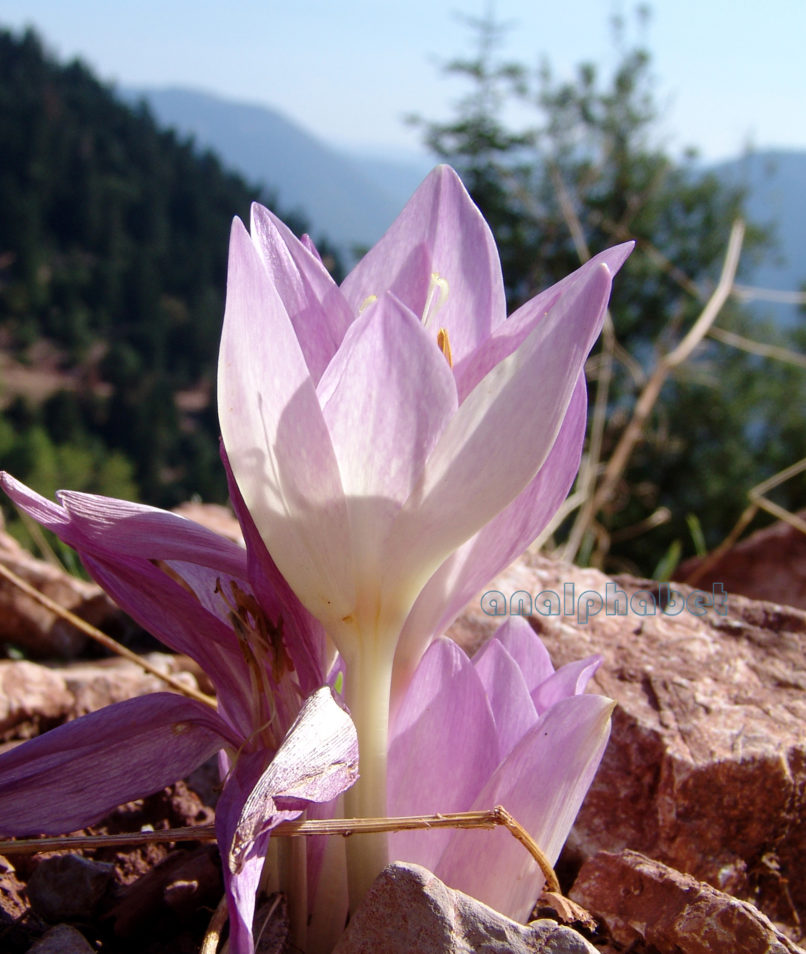 Colchicum 1 [?], CHELIDONA-2