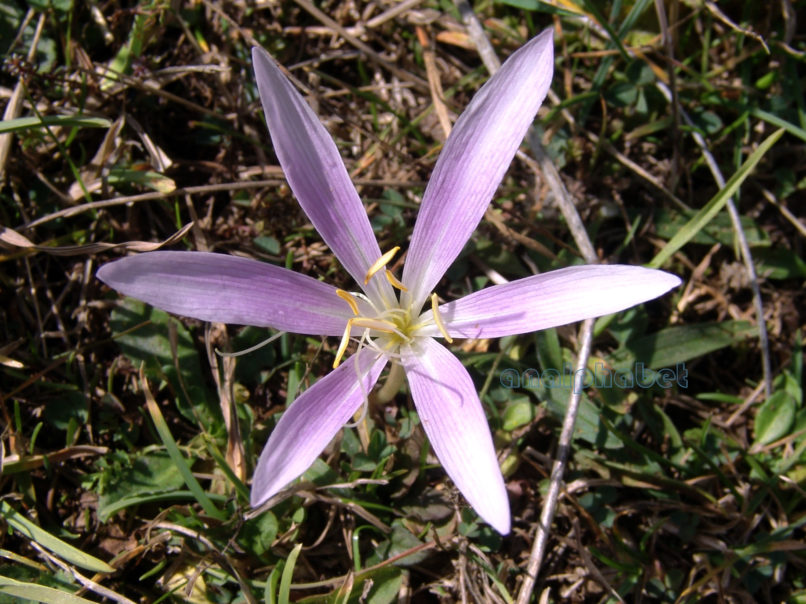 Colchicum 2 [?], OITI-1