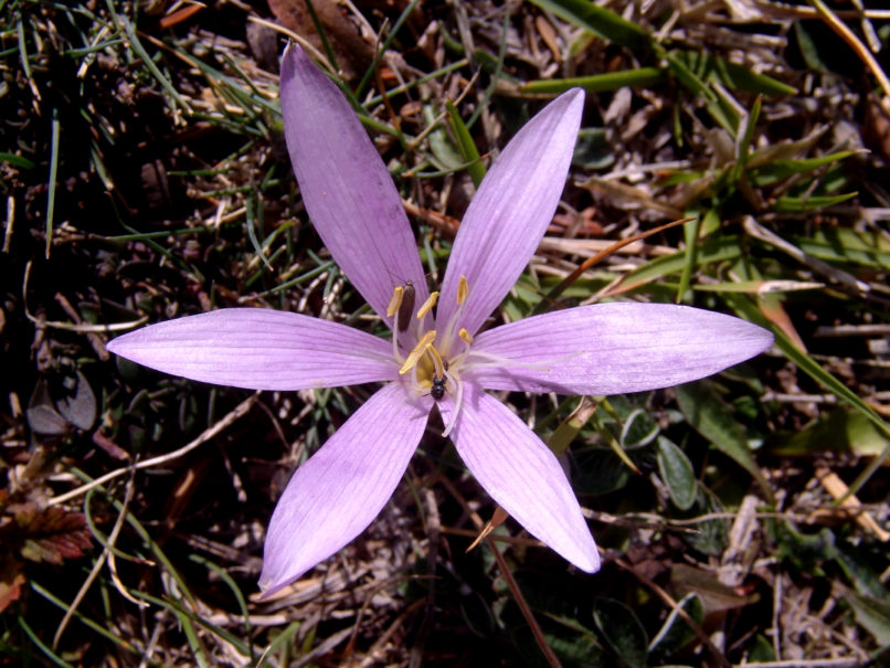 Colchicum 2 [?], OITI-2