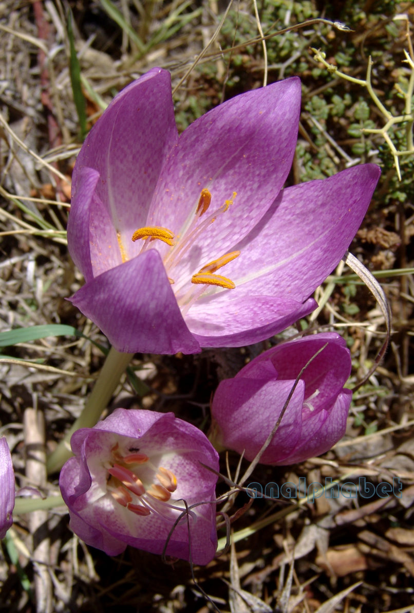 Colchicum bivonae (Guss.), PARNITHA-1
