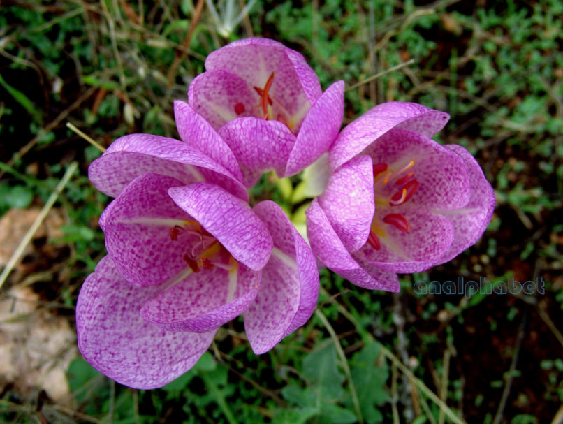 Colchicum bivonae (Guss.), PARNITHA-2