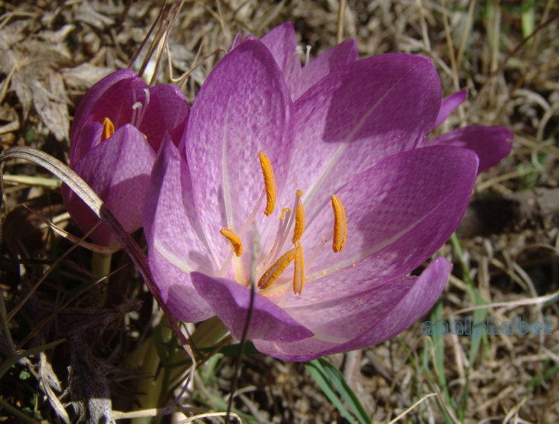 Colchicum bivonae (Guss.), PARNITHA-3