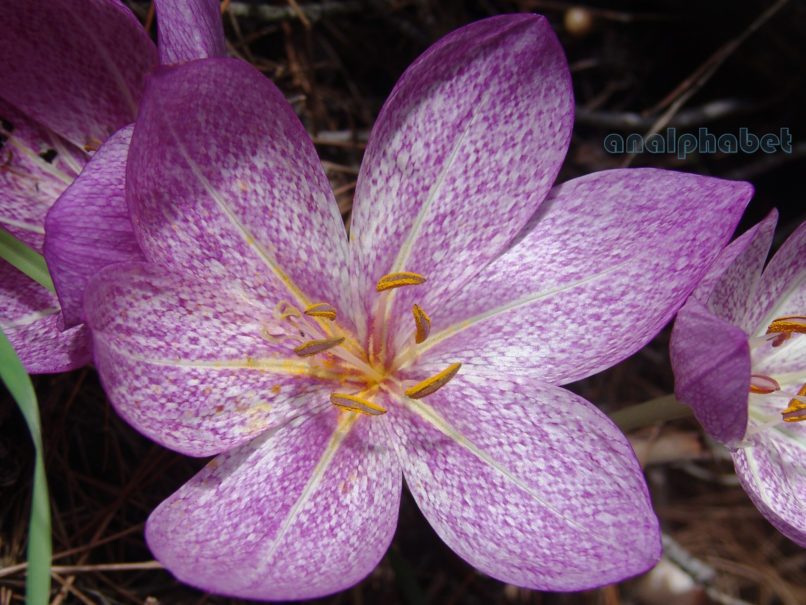 Colchicum bivonae (Guss.), PARNITHA-4