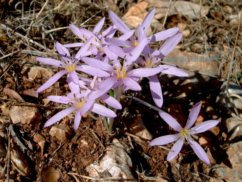 Colchicum lingulatum (Boiss. & Spruner), PARNITHA-1