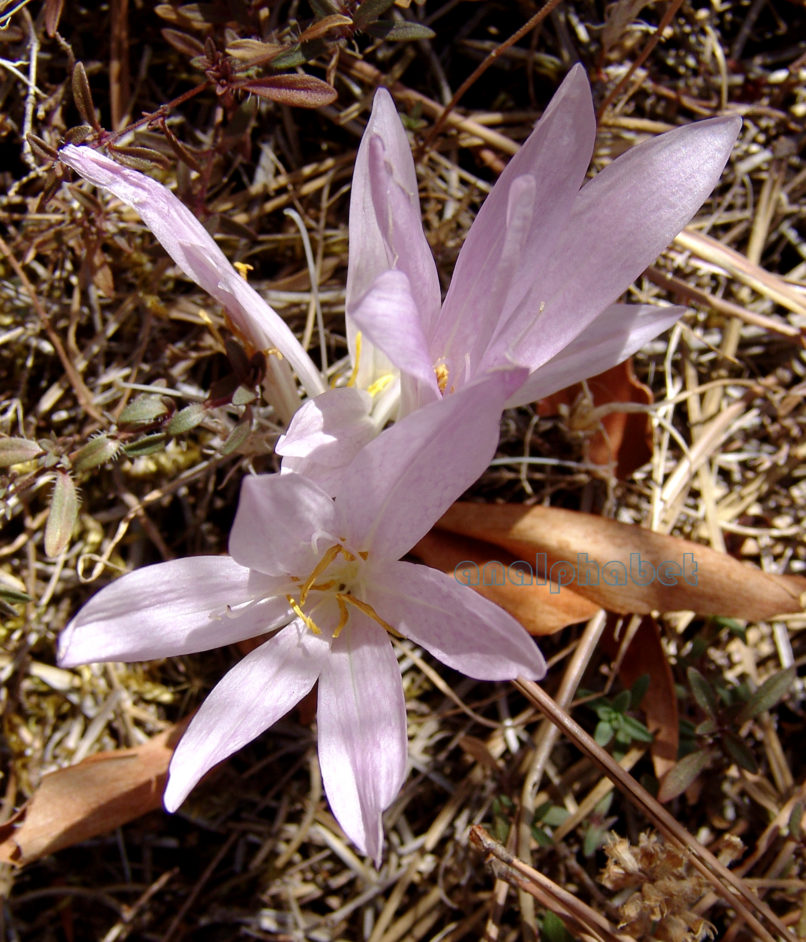 Colchicum lingulatum (Boiss. & Spruner), PARNITHA-2