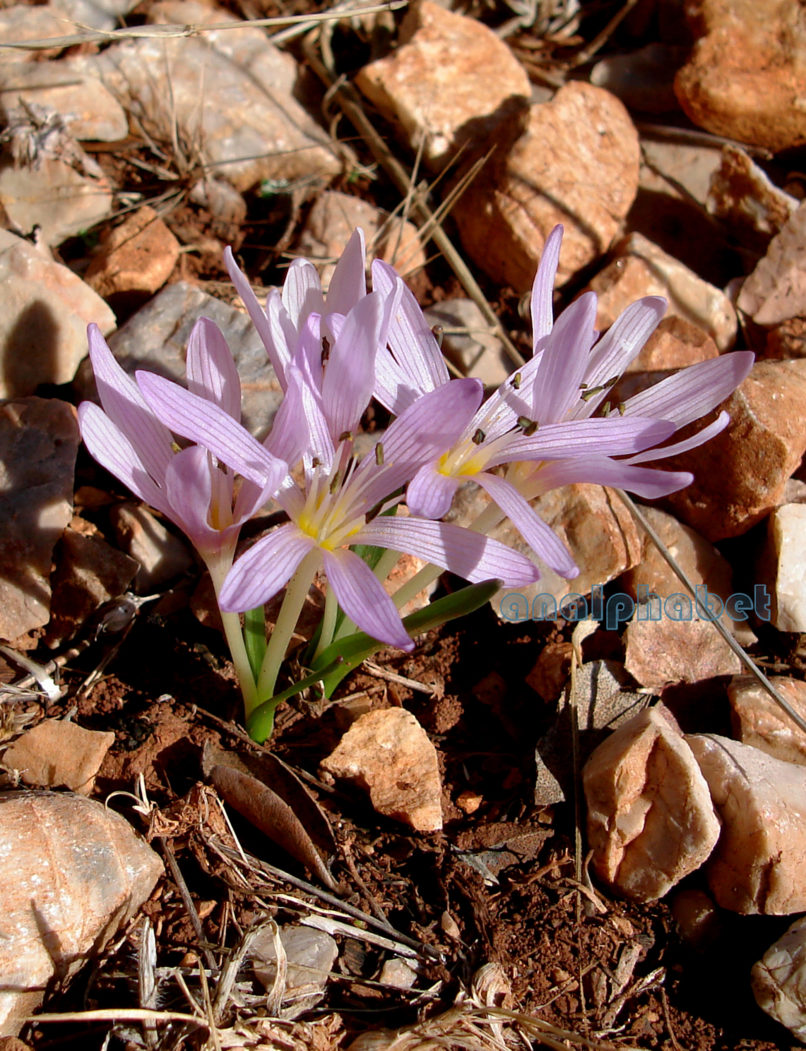 Colchicum lingulatum (Boiss. & Spruner), PARNITHA-3