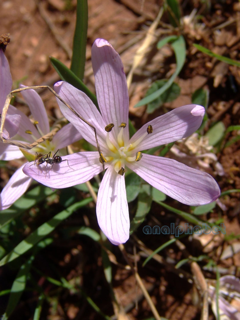 Colchicum lingulatum (Boiss. & Spruner), PARNITHA-4