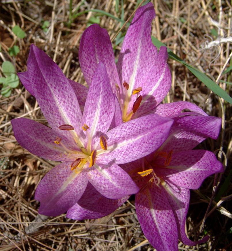Colchicum macrophyllum (B.L. Burtt), PARNITHA-1