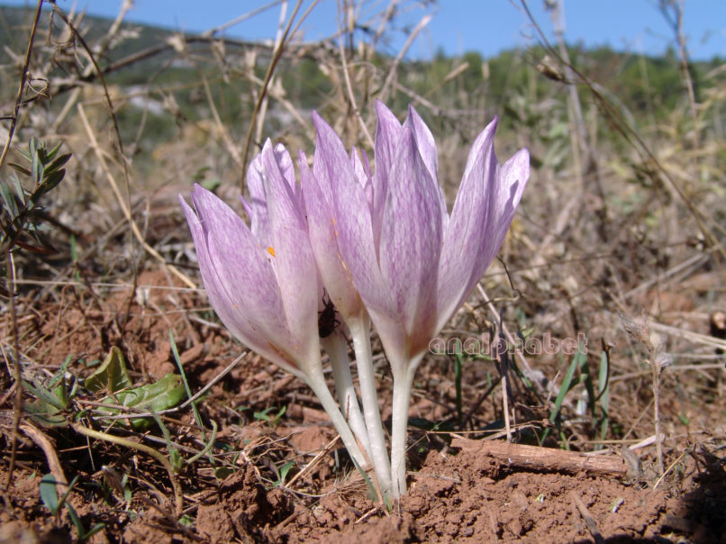 Colchicum macrophyllum (B.L. Burtt), PARNITHA-2