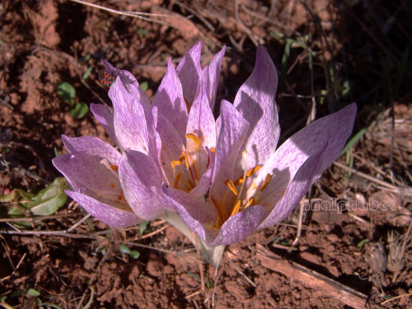 Colchicum macrophyllum (B.L. Burtt), PARNITHA-3