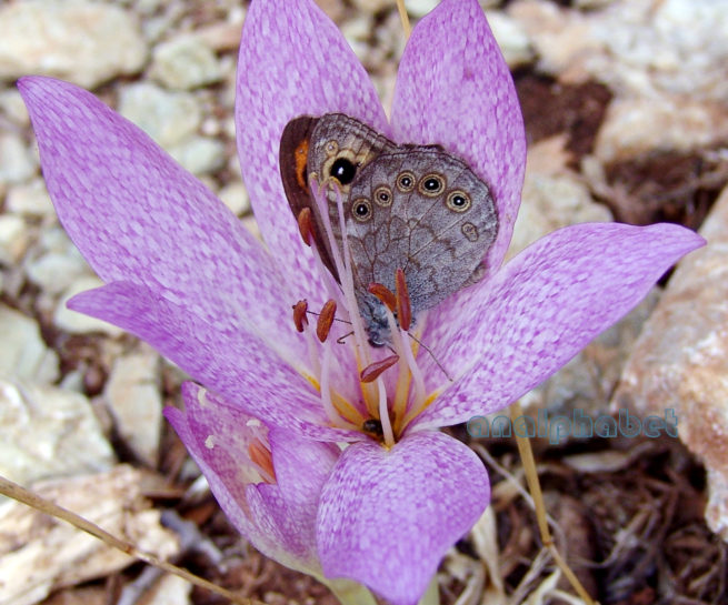 Colchicum macrophyllum (B.L. Burtt), PARNITHA-4