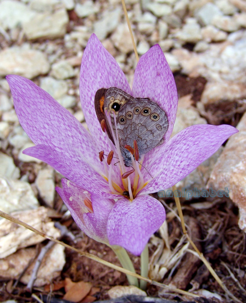 Colchicum macrophyllum (B.L. Burtt), PARNITHA-4