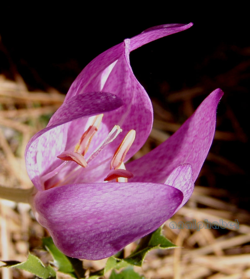 Colchicum macrophyllum (B.L. Burtt), PARNITHA-6