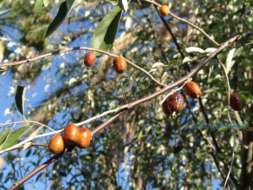 Elaeagnus angustifolia (L.), ZAKYNTHOS-SARAKINADO-2