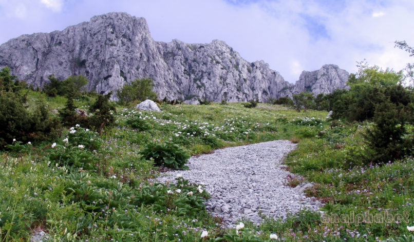 Paeonia mascula ssp. Hellenica (Tzan.), DIRFYS-XEROVOUNI-1