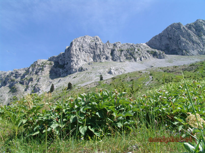 Paeonia mascula ssp. Hellenica (Tzan.), DIRFYS-XEROVOUNI-2