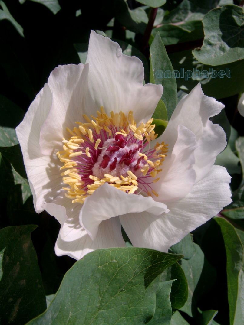 Paeonia mascula ssp. Hellenica (Tzan.), PARNITHA-1