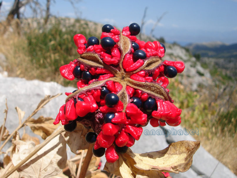 Paeonia mascula ssp. Hellenica (Tzan.), PARNITHA-11