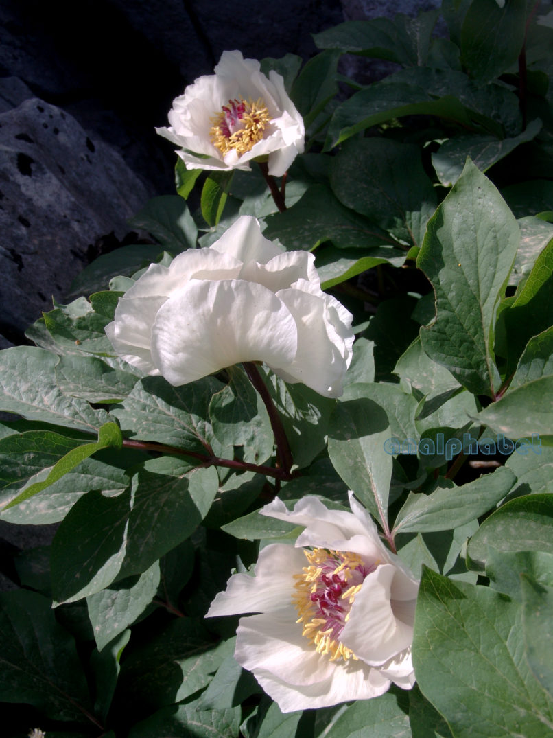 Paeonia mascula ssp. Hellenica (Tzan.), PARNITHA-12