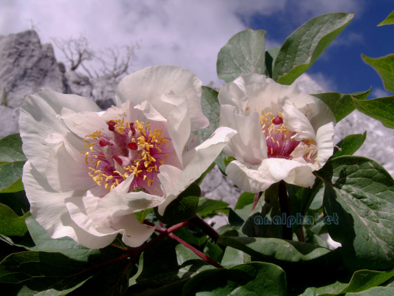 Paeonia mascula ssp. Hellenica (Tzan.), PARNITHA-13