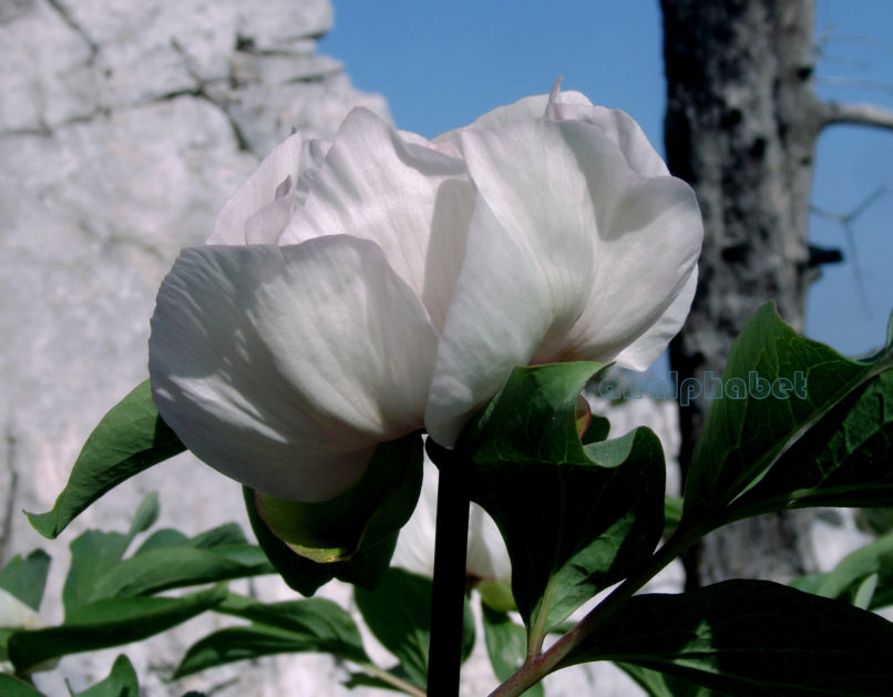 Paeonia mascula ssp. Hellenica (Tzan.), PARNITHA-14