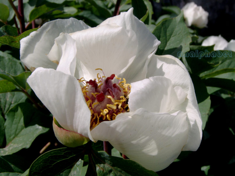 Paeonia mascula ssp. Hellenica (Tzan.), PARNITHA-15