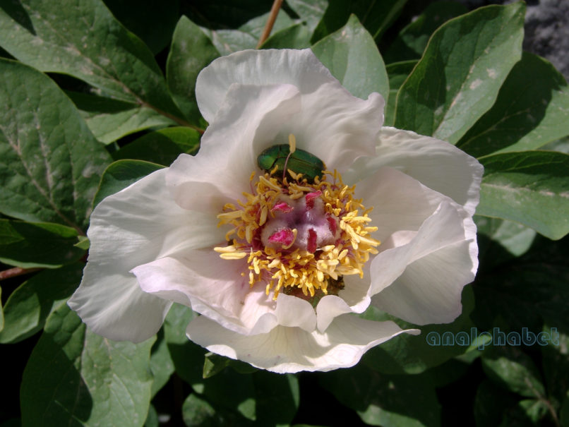 Paeonia mascula ssp. Hellenica (Tzan.), PARNITHA-16