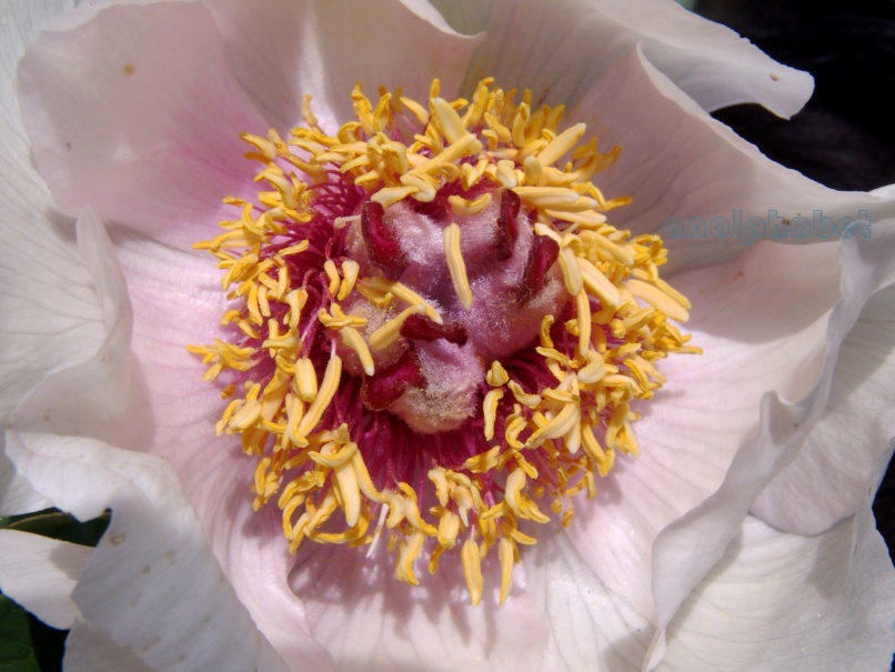 Paeonia mascula ssp. Hellenica (Tzan.), PARNITHA-18